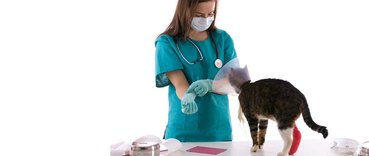 Pet Insurance Category Image