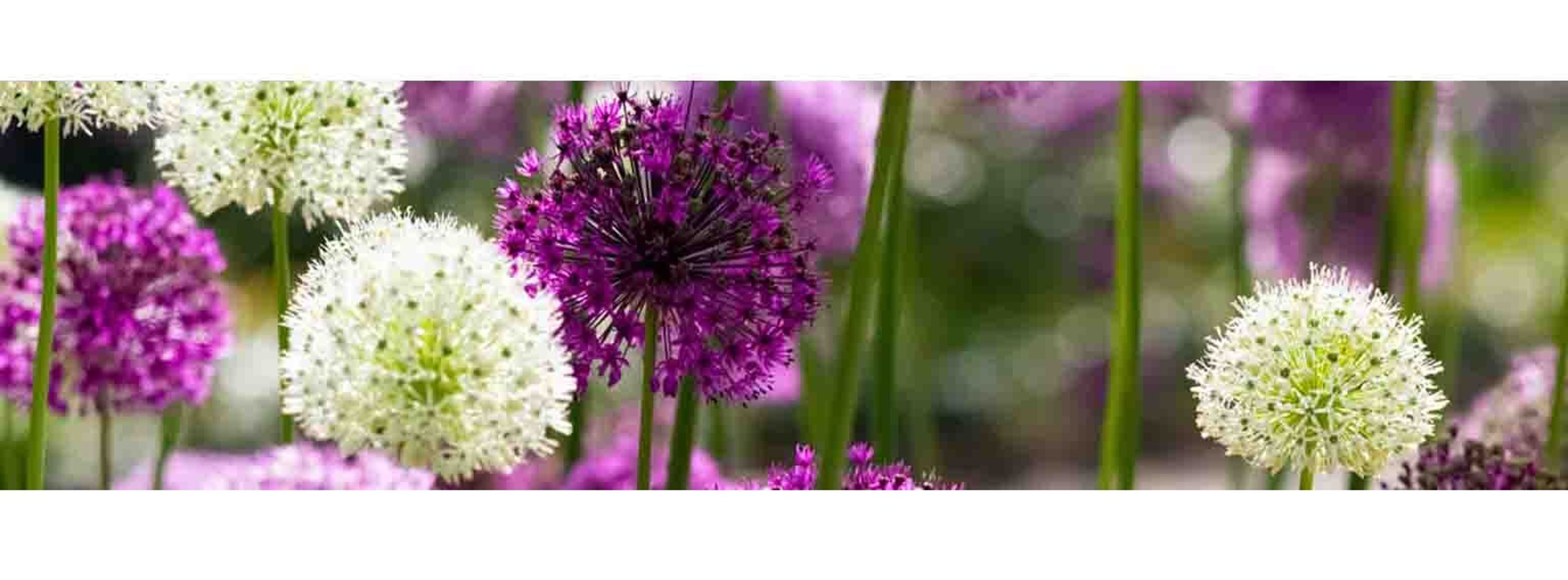 purple and white bulbs