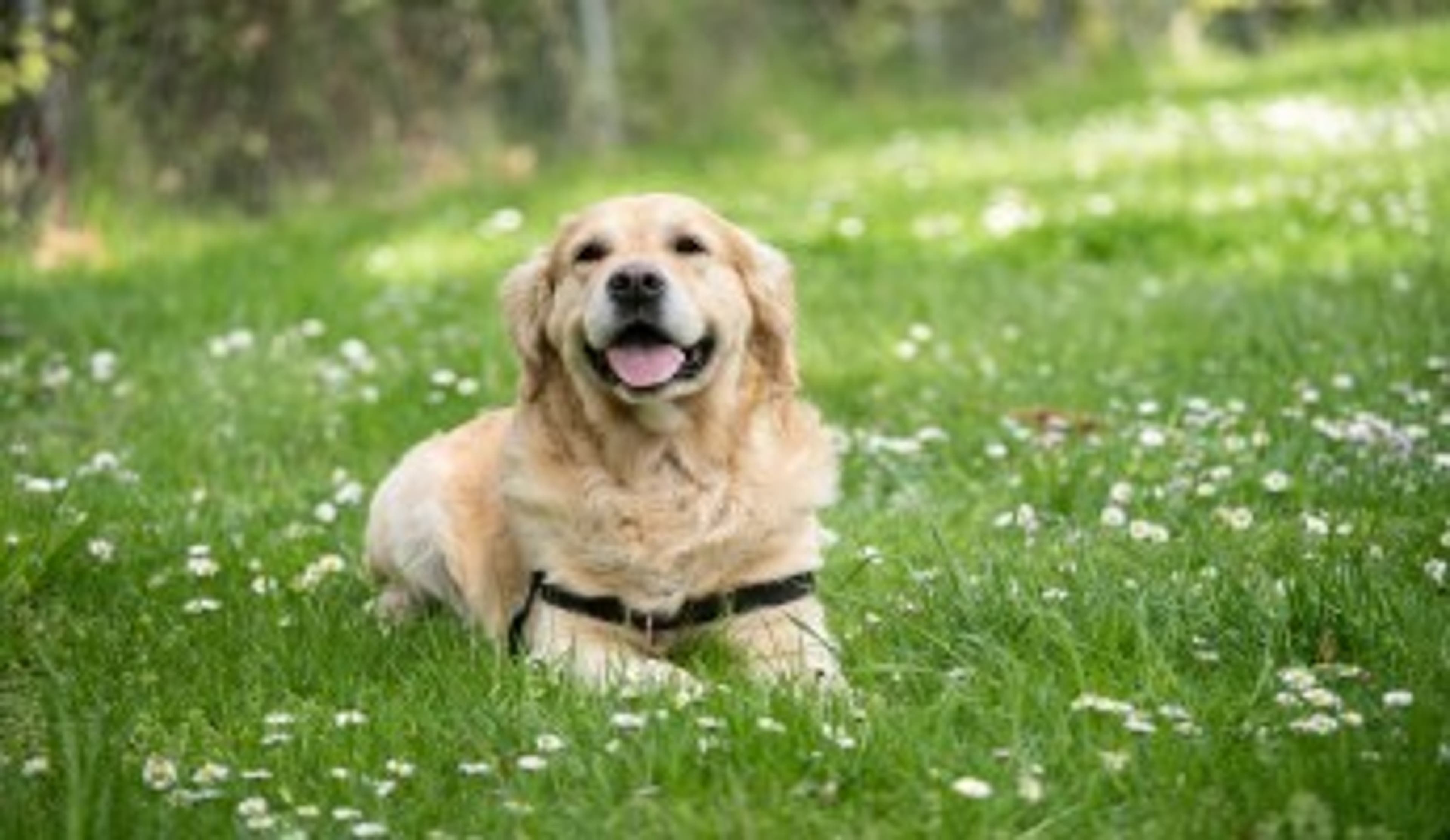  Happy dog lying in the grass whilst out on a walk 