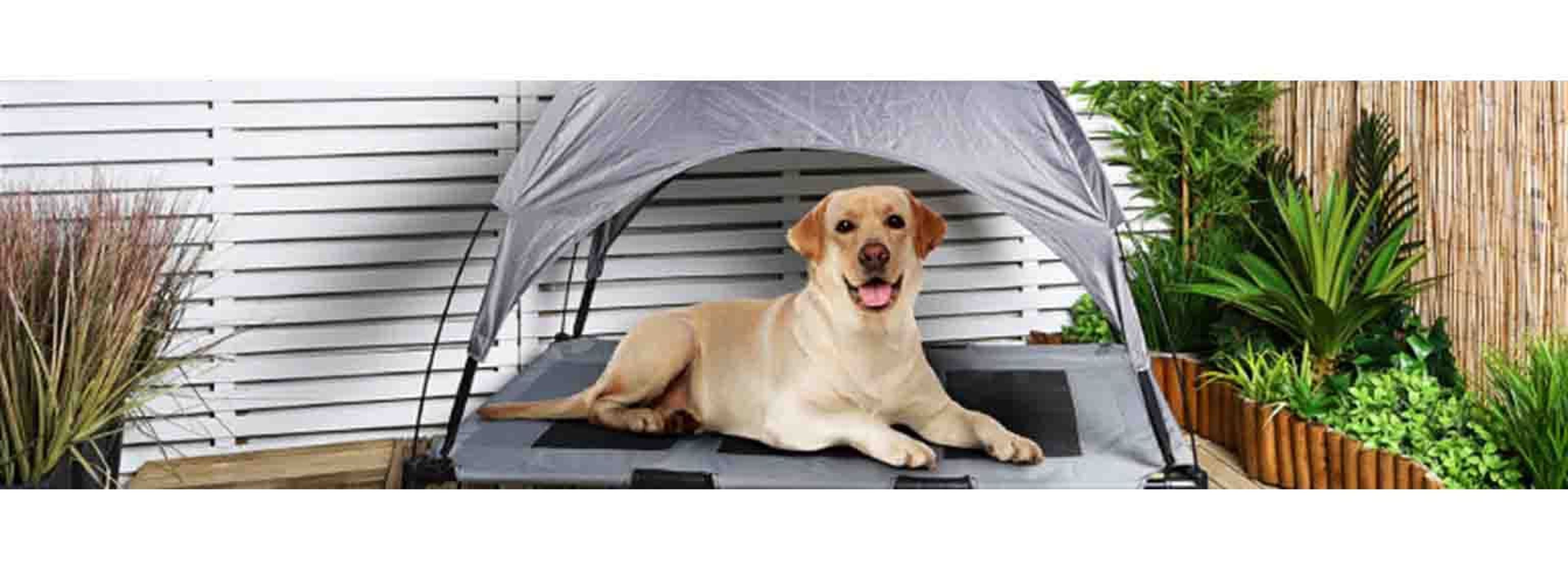 Labrador in garden tent
