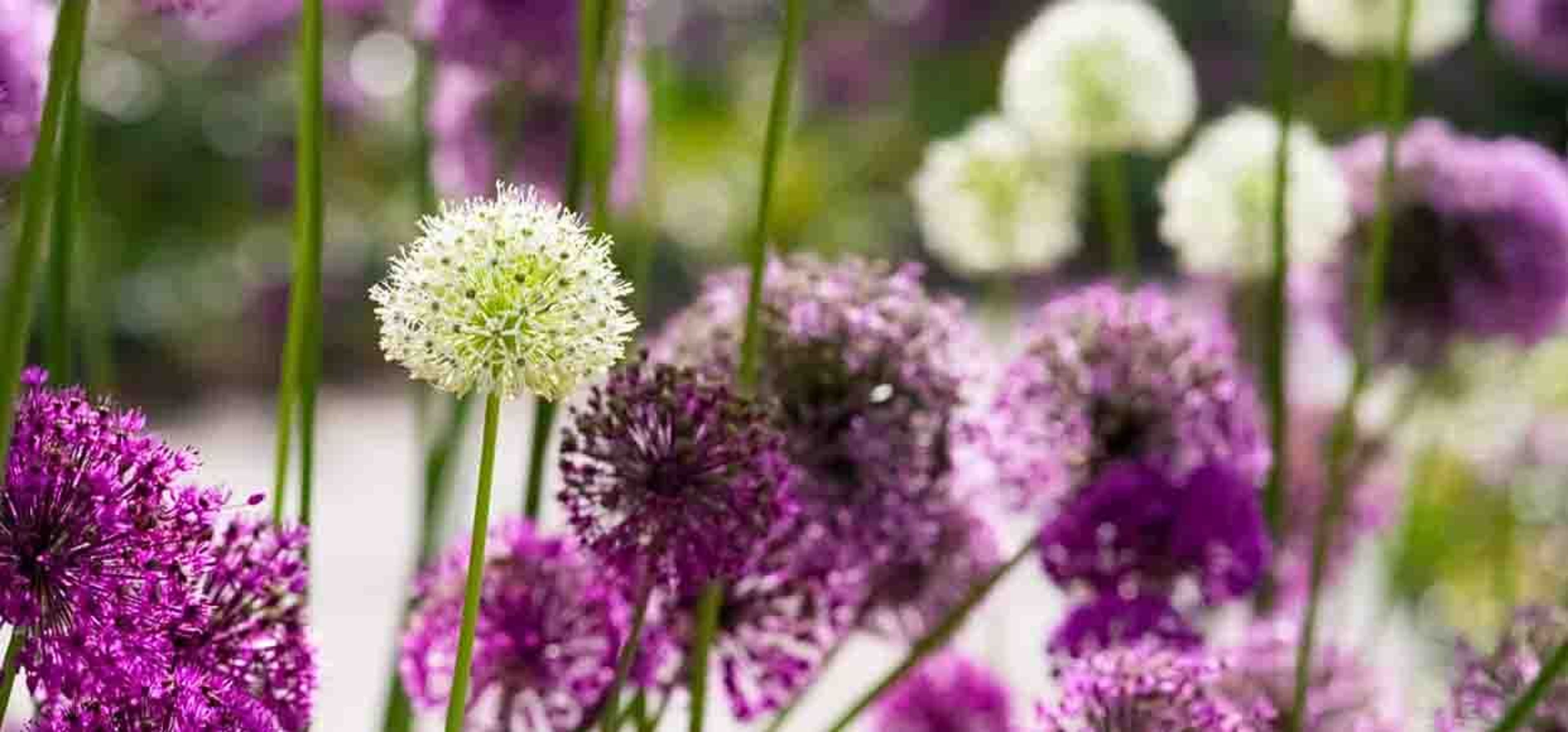 purple and white bulbs