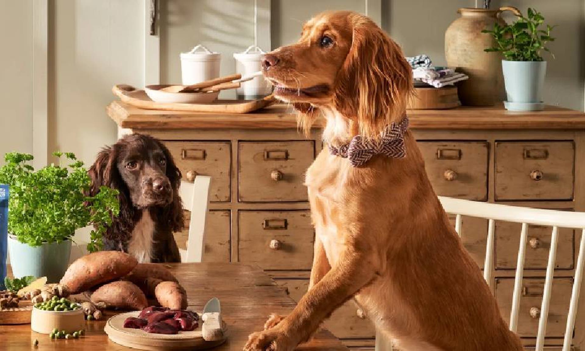  Two spaniels sitting at a wooden dining table in a farmhouse kitchen. 
