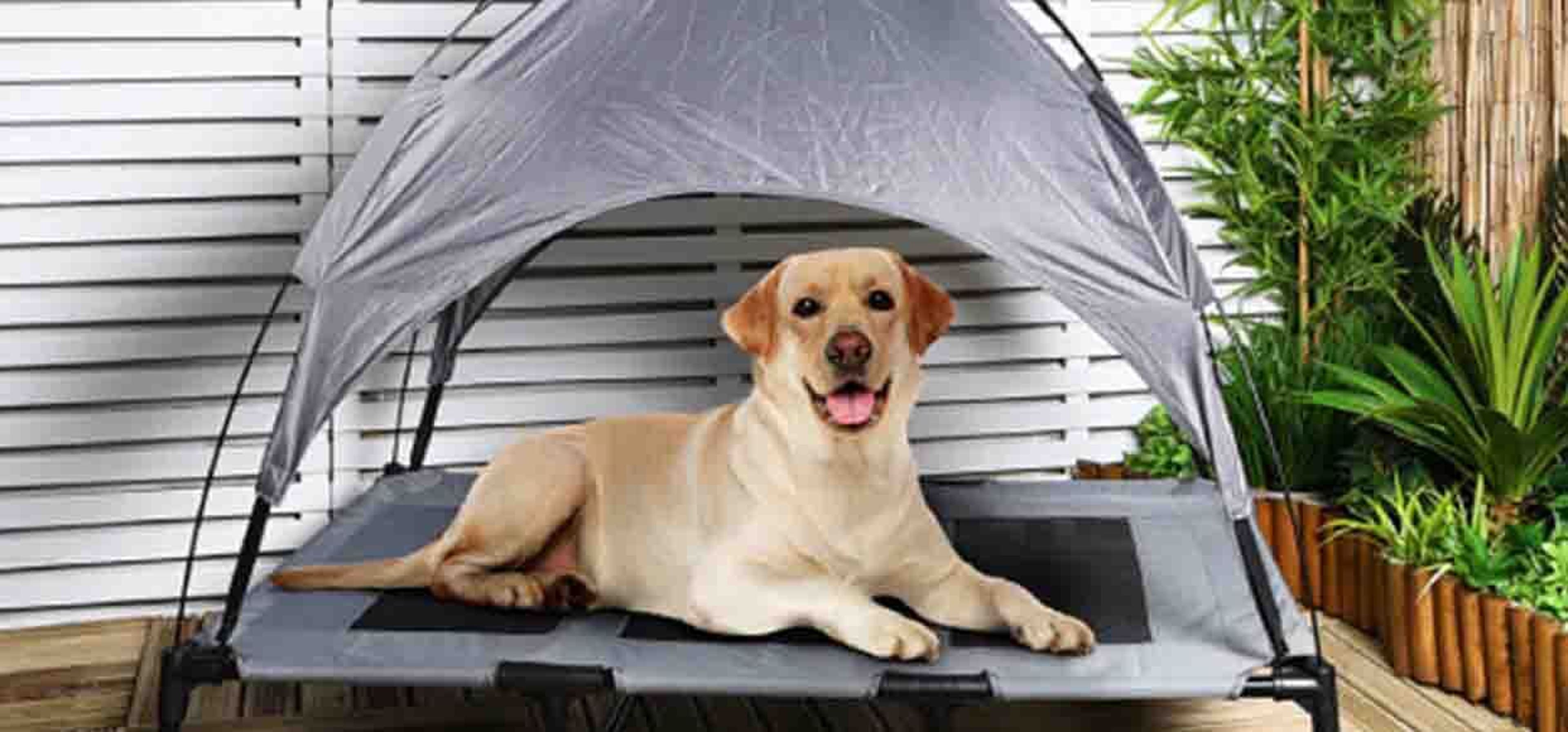 Labrador in garden tent