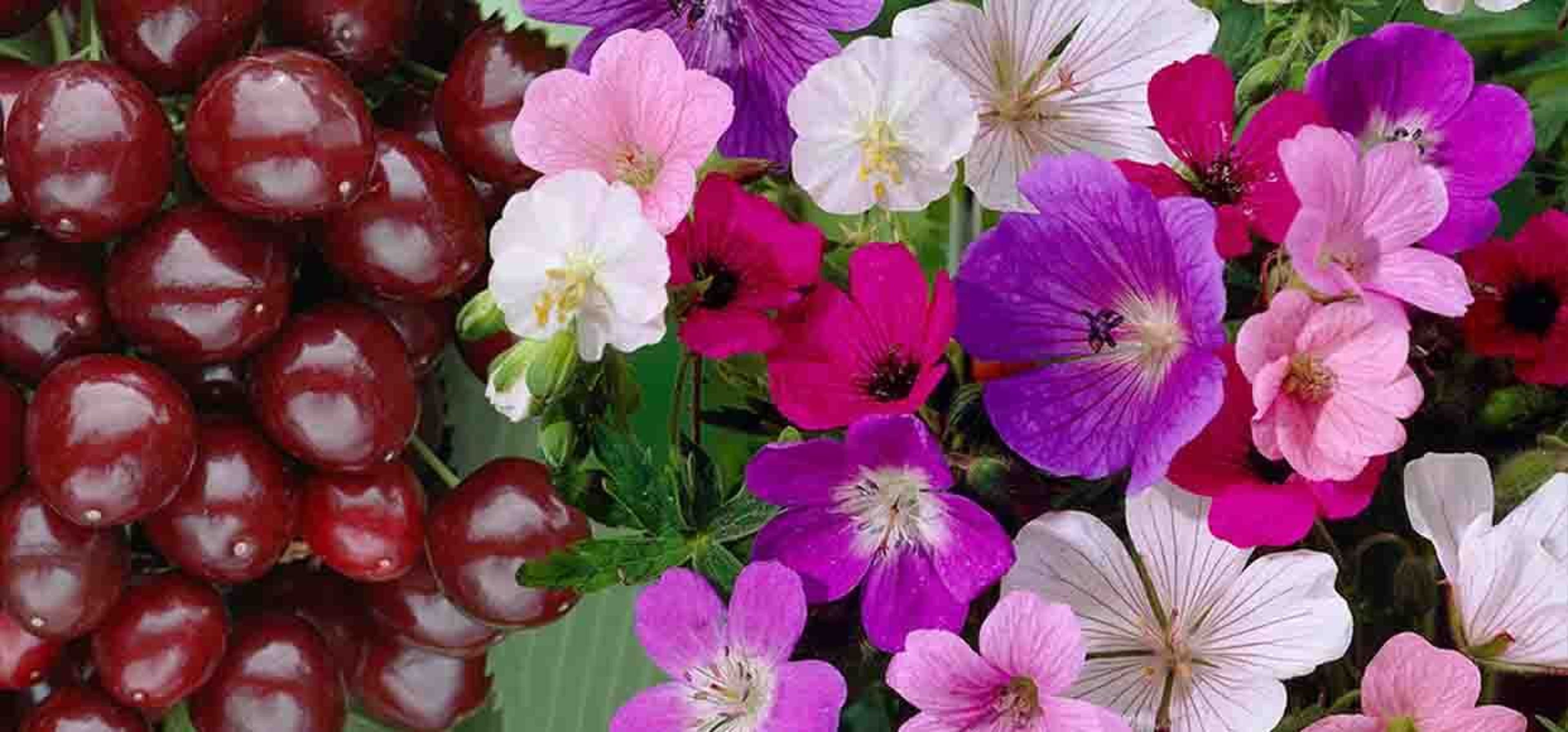 colourful plants and flowers