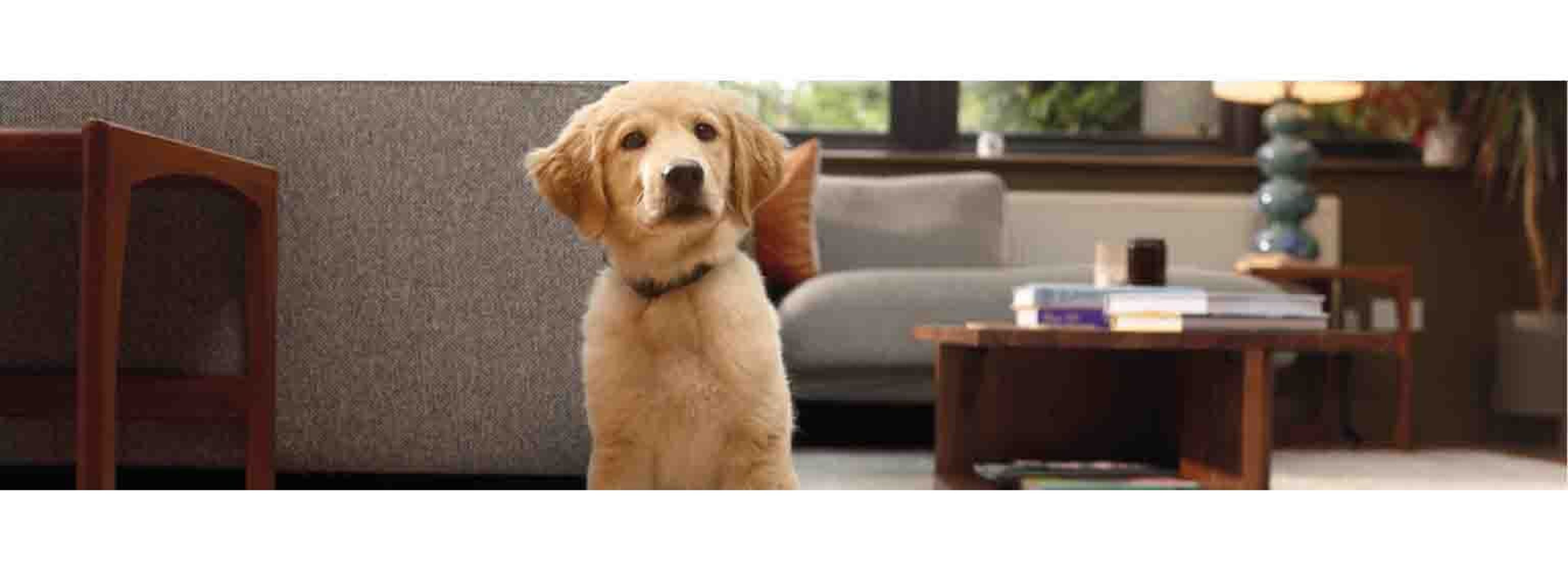 british shorthair and golden retriever