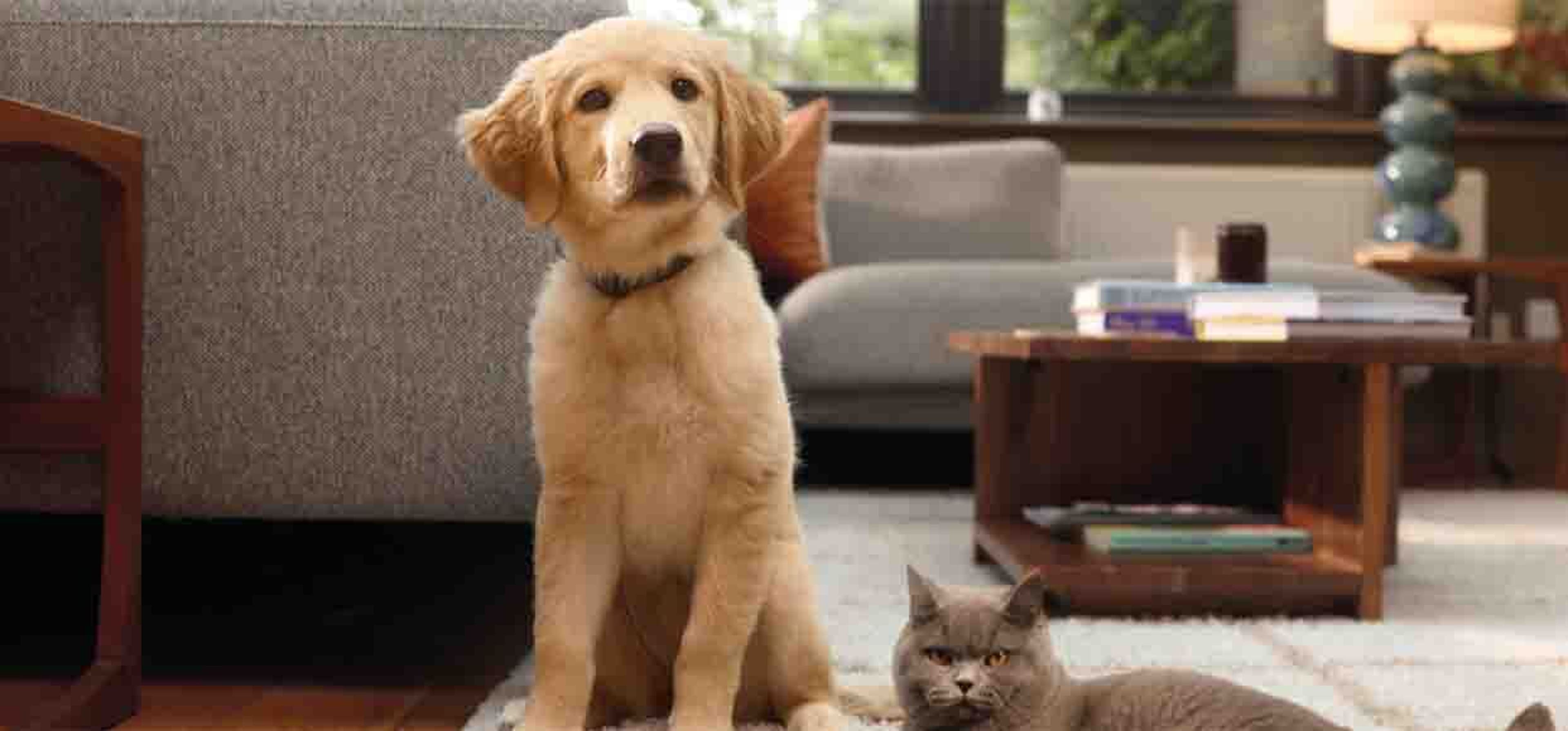 british shorthair and golden retriever