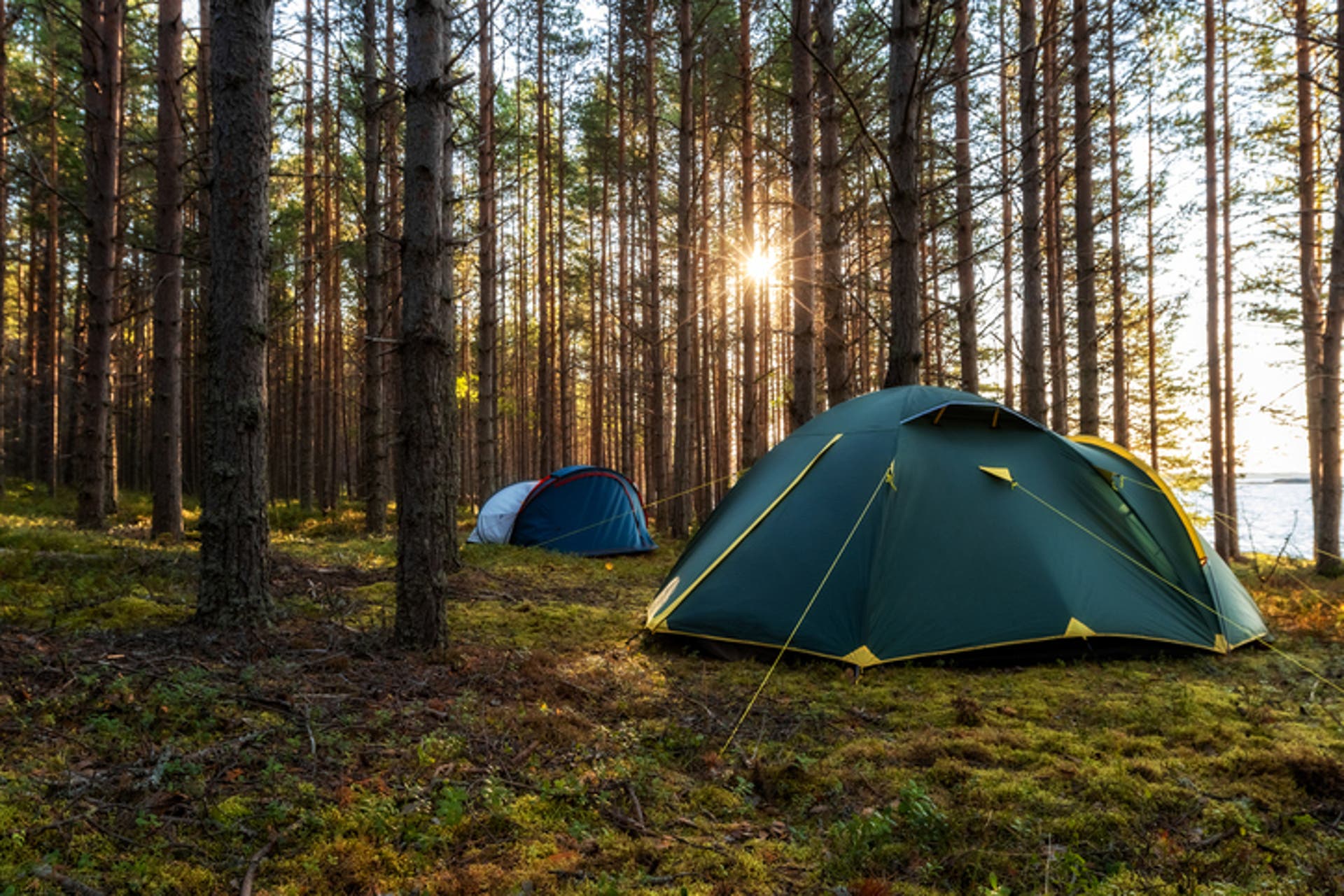  Camping tents in a sunny pine forest 