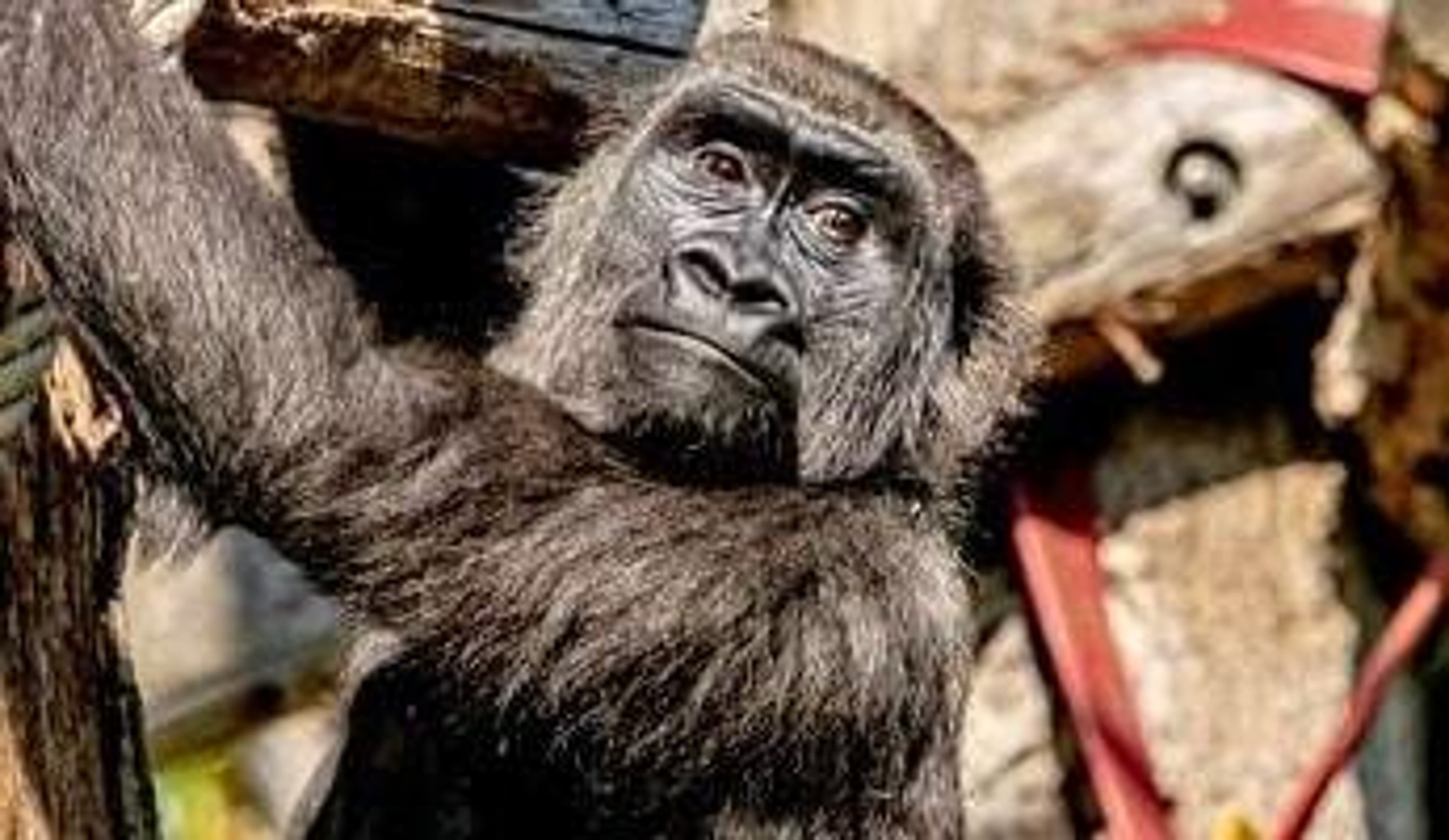  Gorilla at London Zoo 