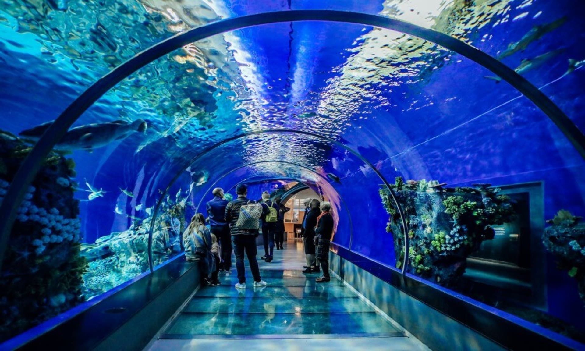  Image of people exploring an indoor aquarium whilst walking through an underwater tunnel. 