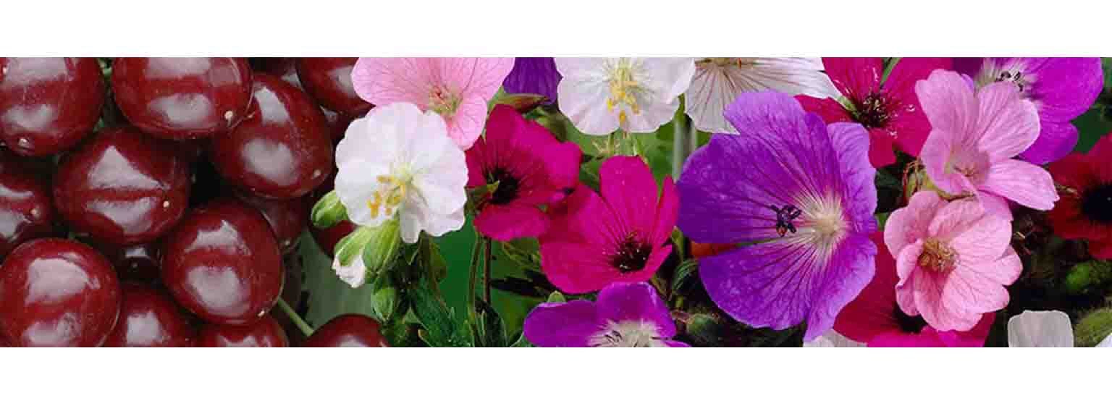 colourful plants and flowers