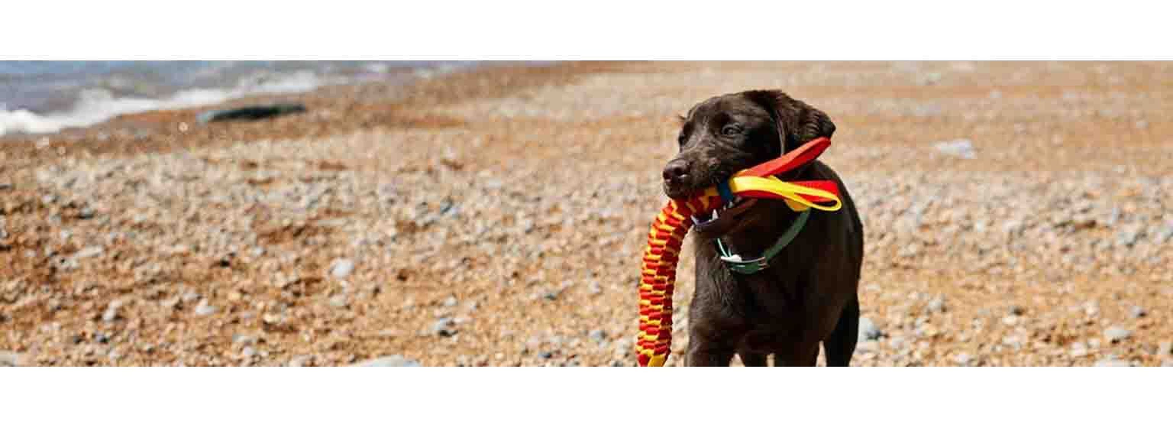 black lab holding toy on the beach