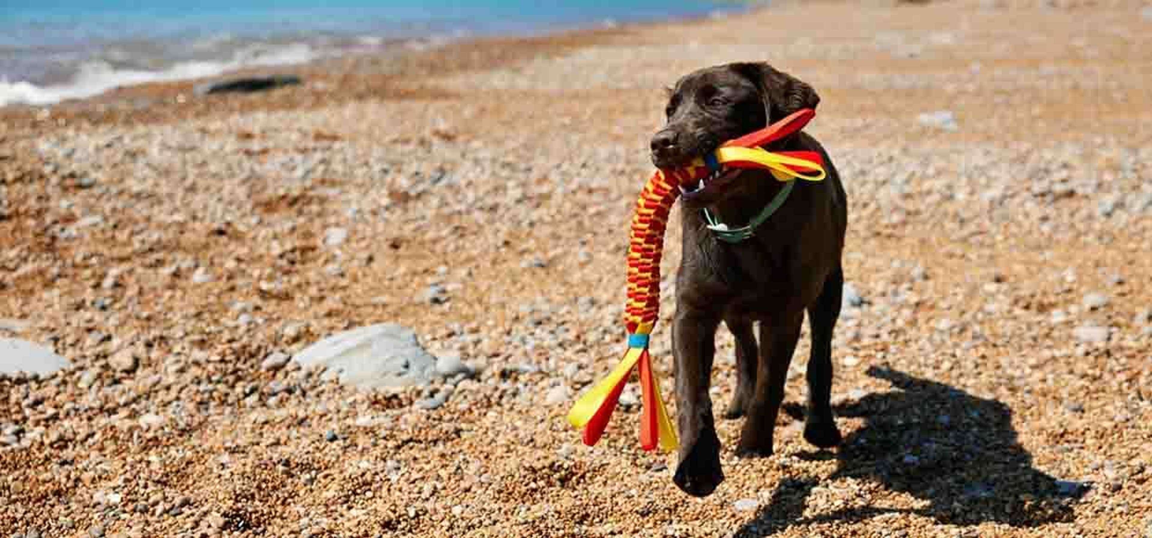 black lab holding toy on the beach