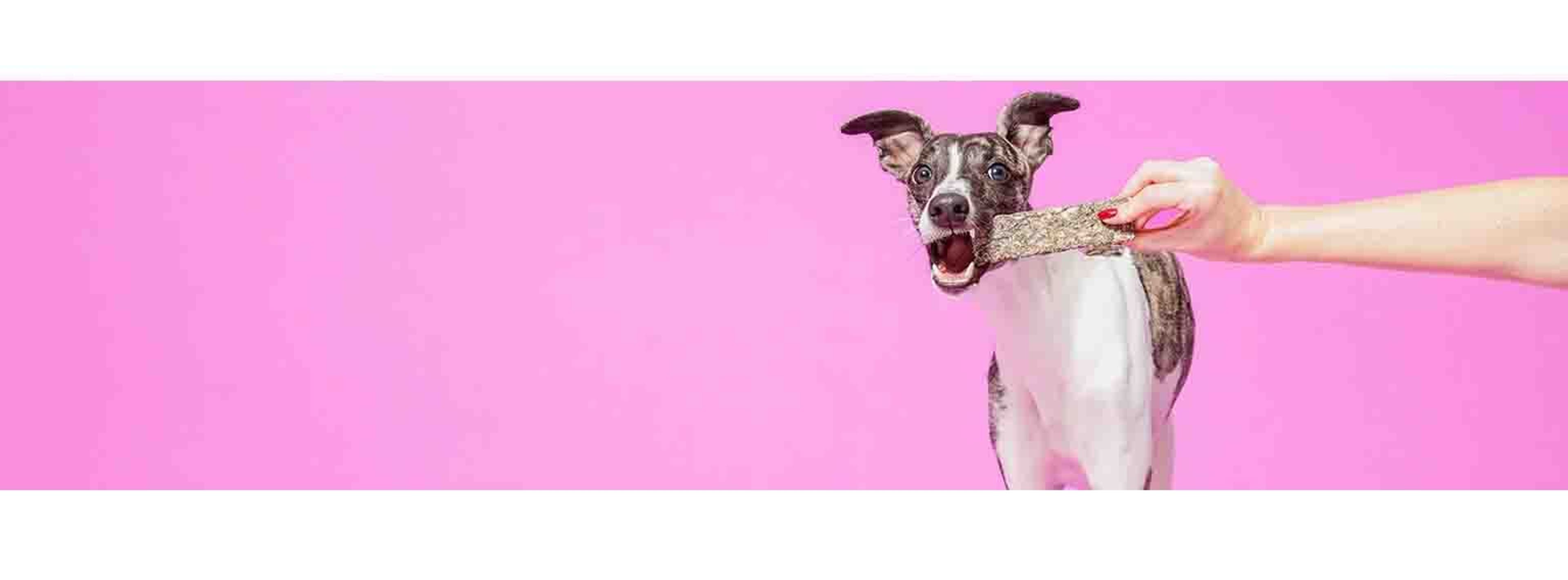 PoochandMutt petfood pet