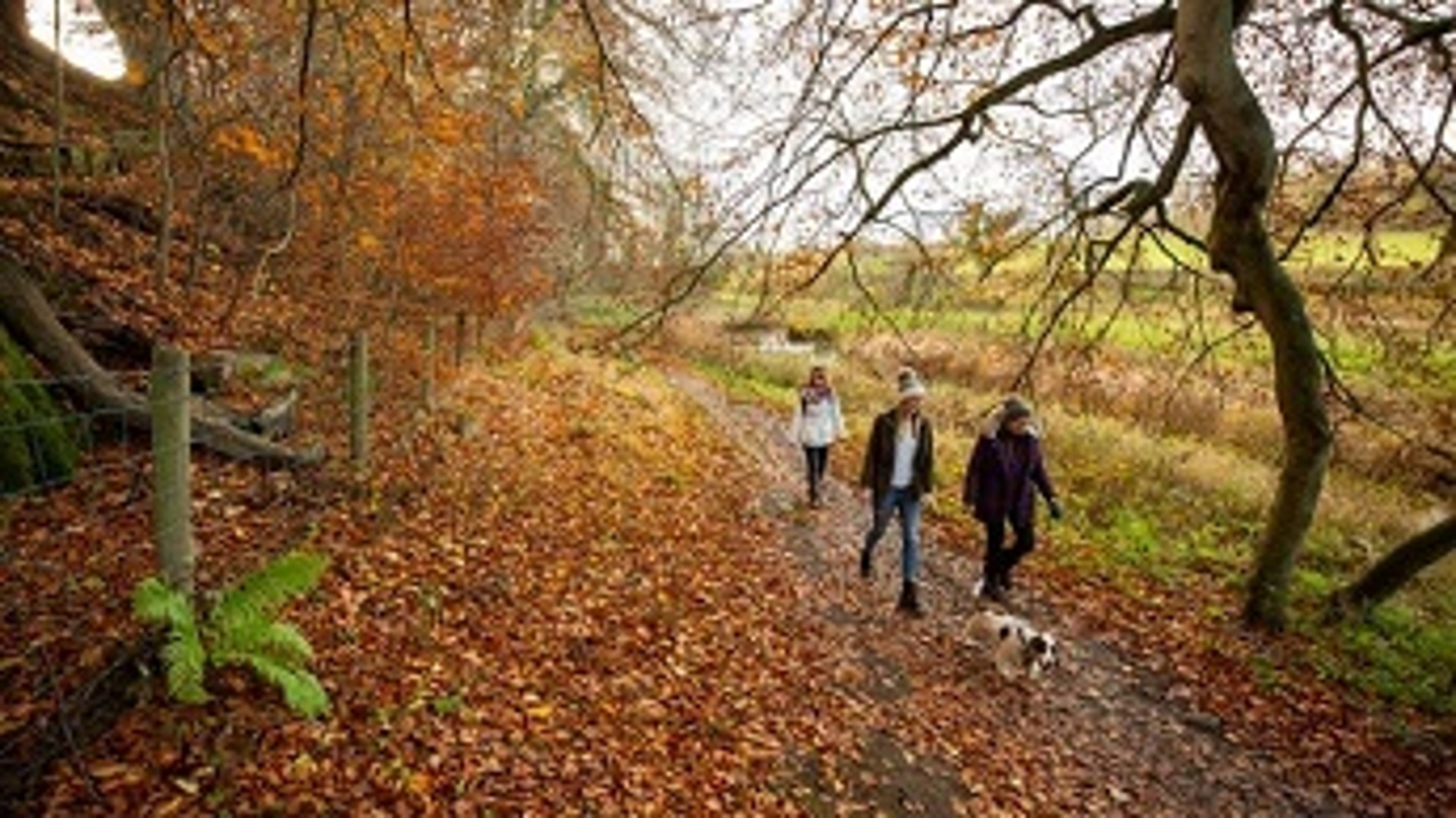  A Family Walking in a National Trust Area 